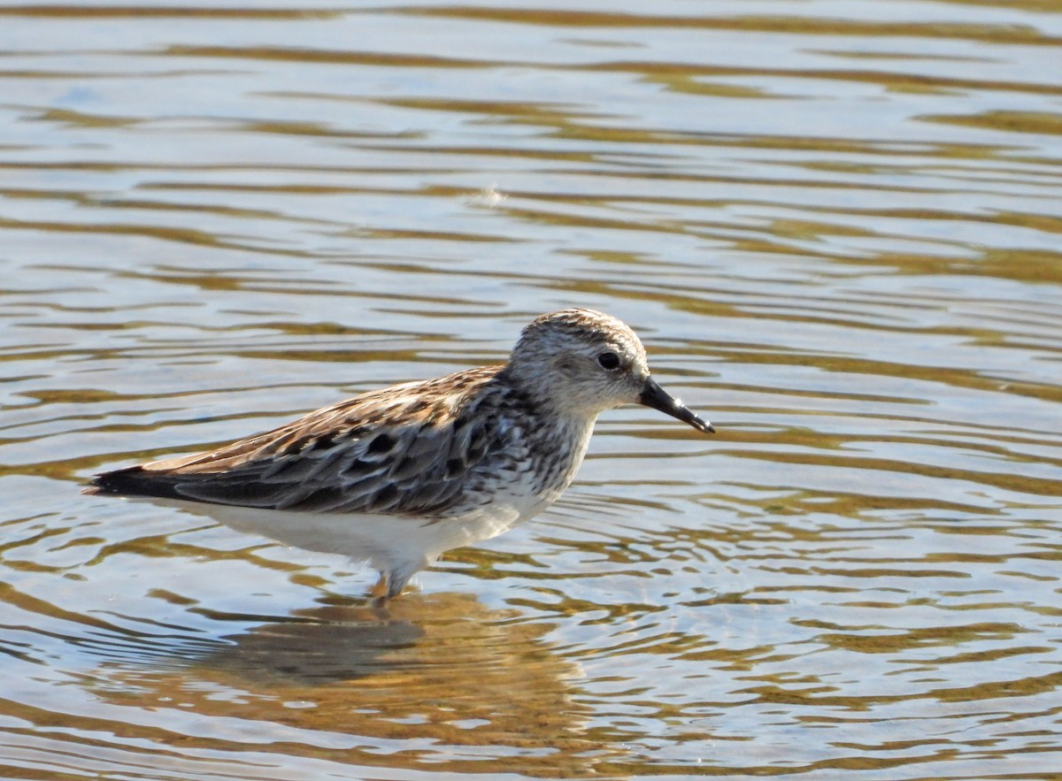 Least Sandpiper - Martin Berg