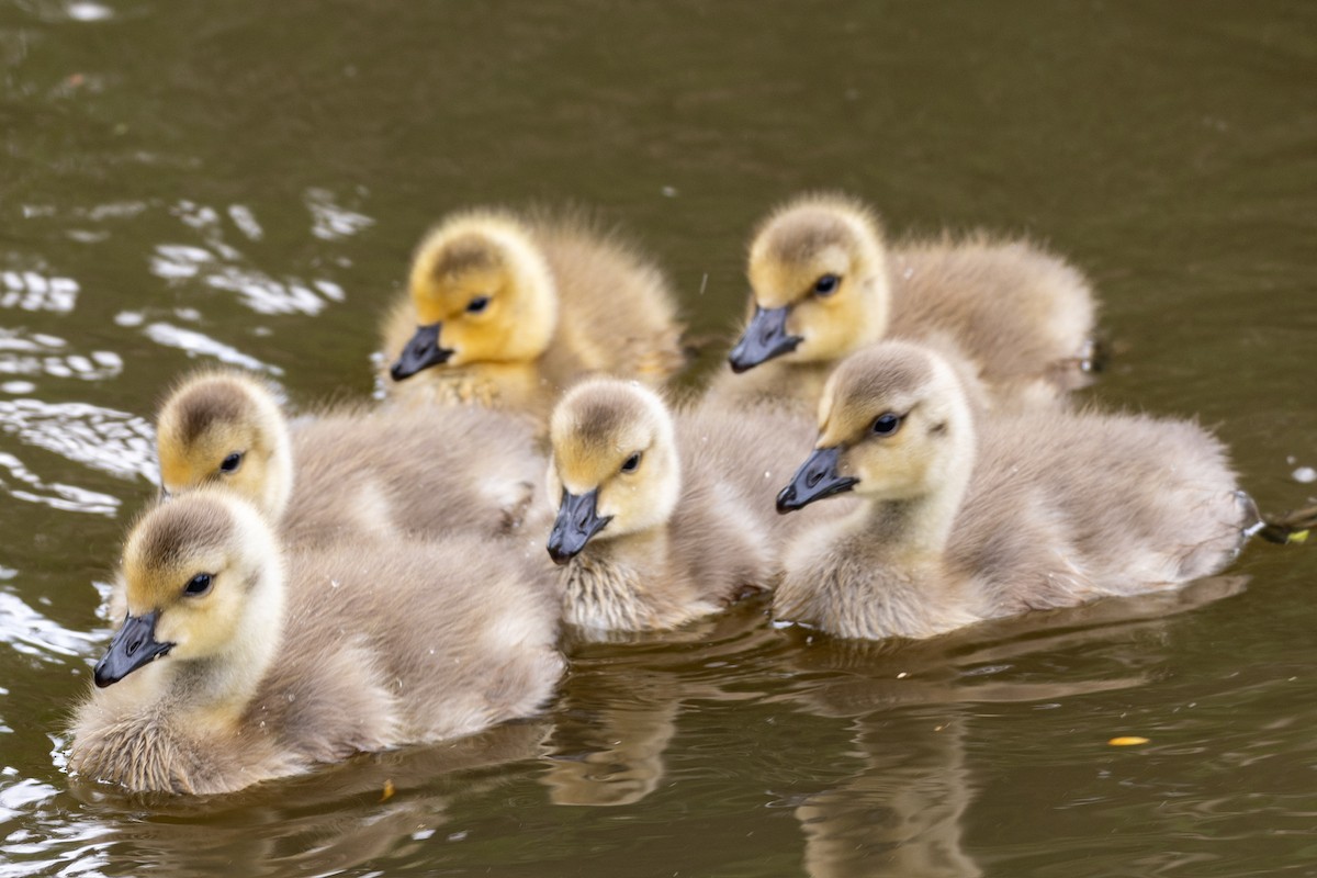 Canada Goose - L&J Meyer