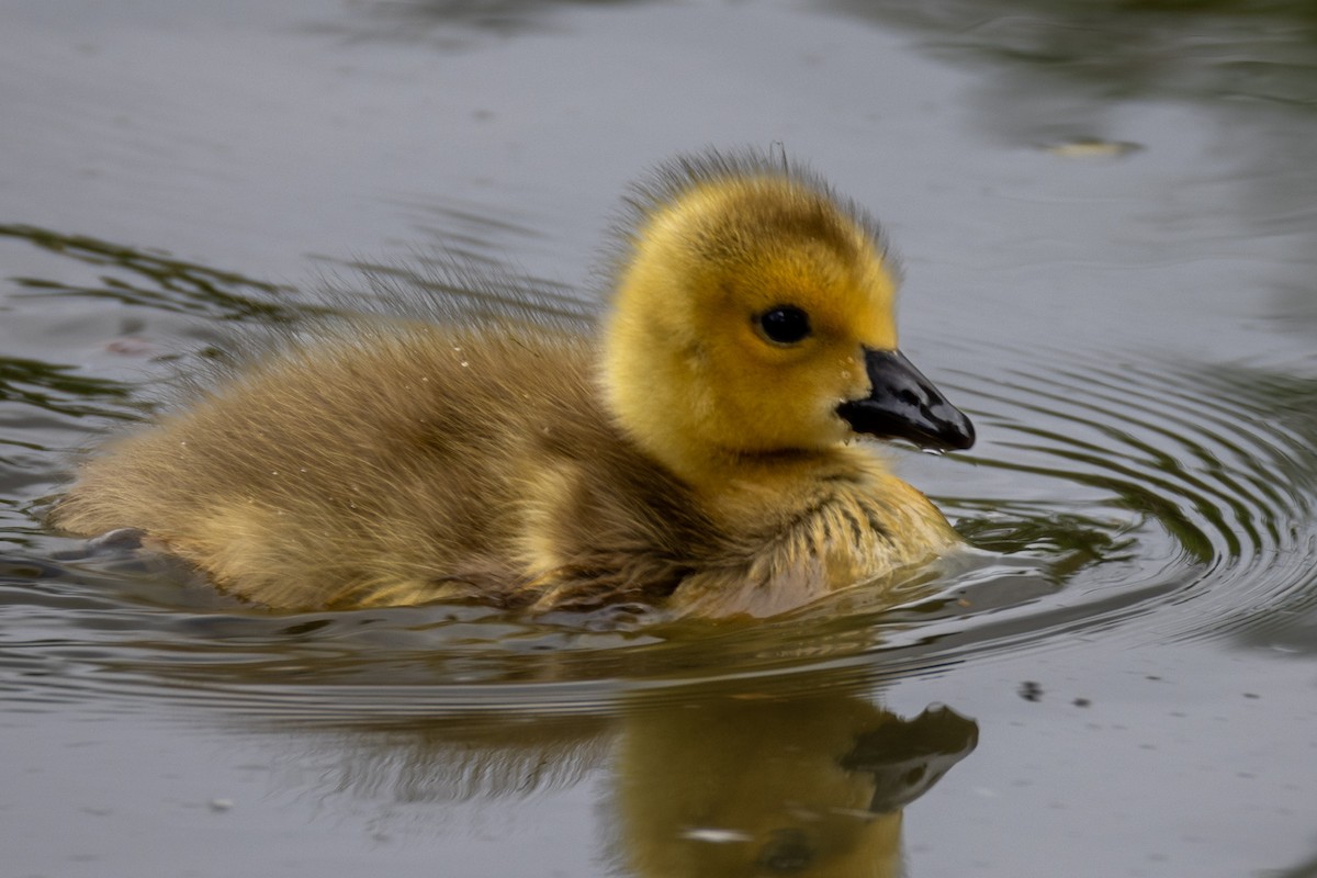 Canada Goose - L&J Meyer