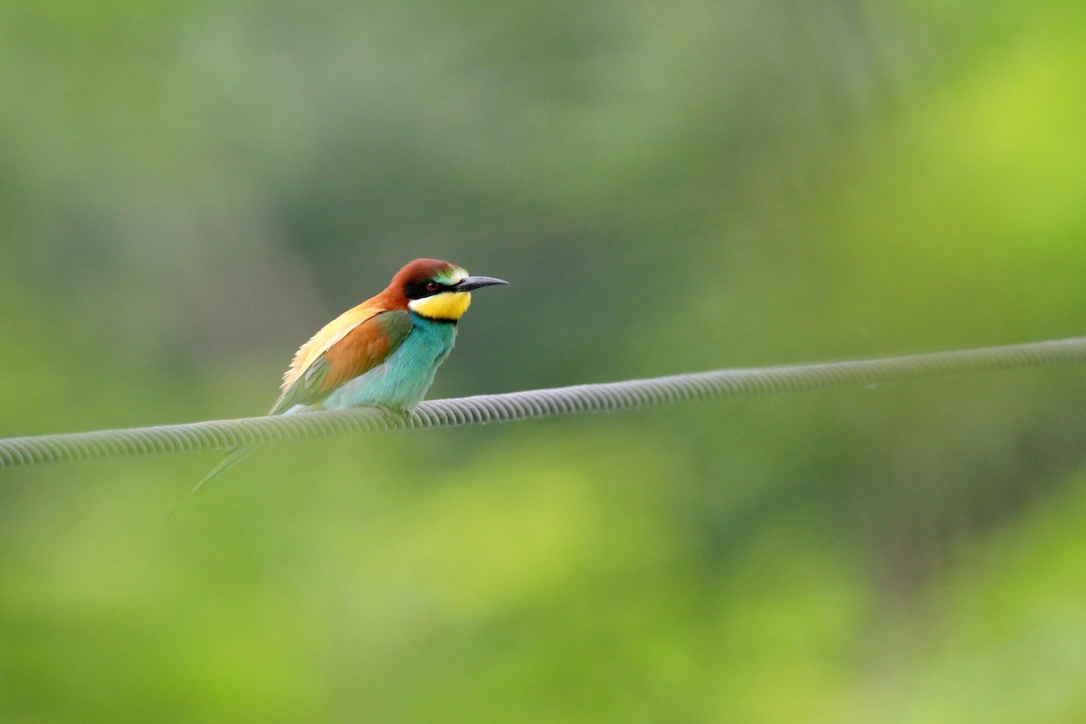 European Bee-eater - ML619620136