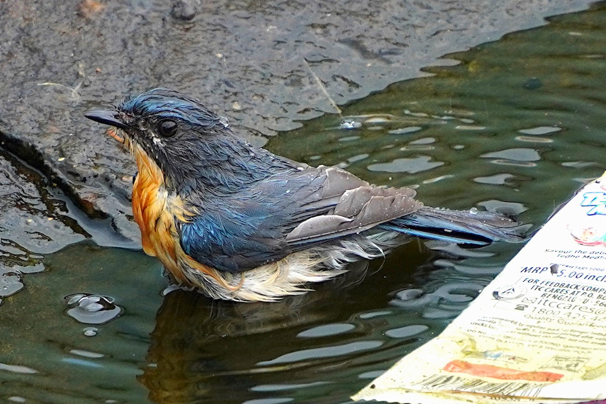 Tickell's Blue Flycatcher - ML619620142