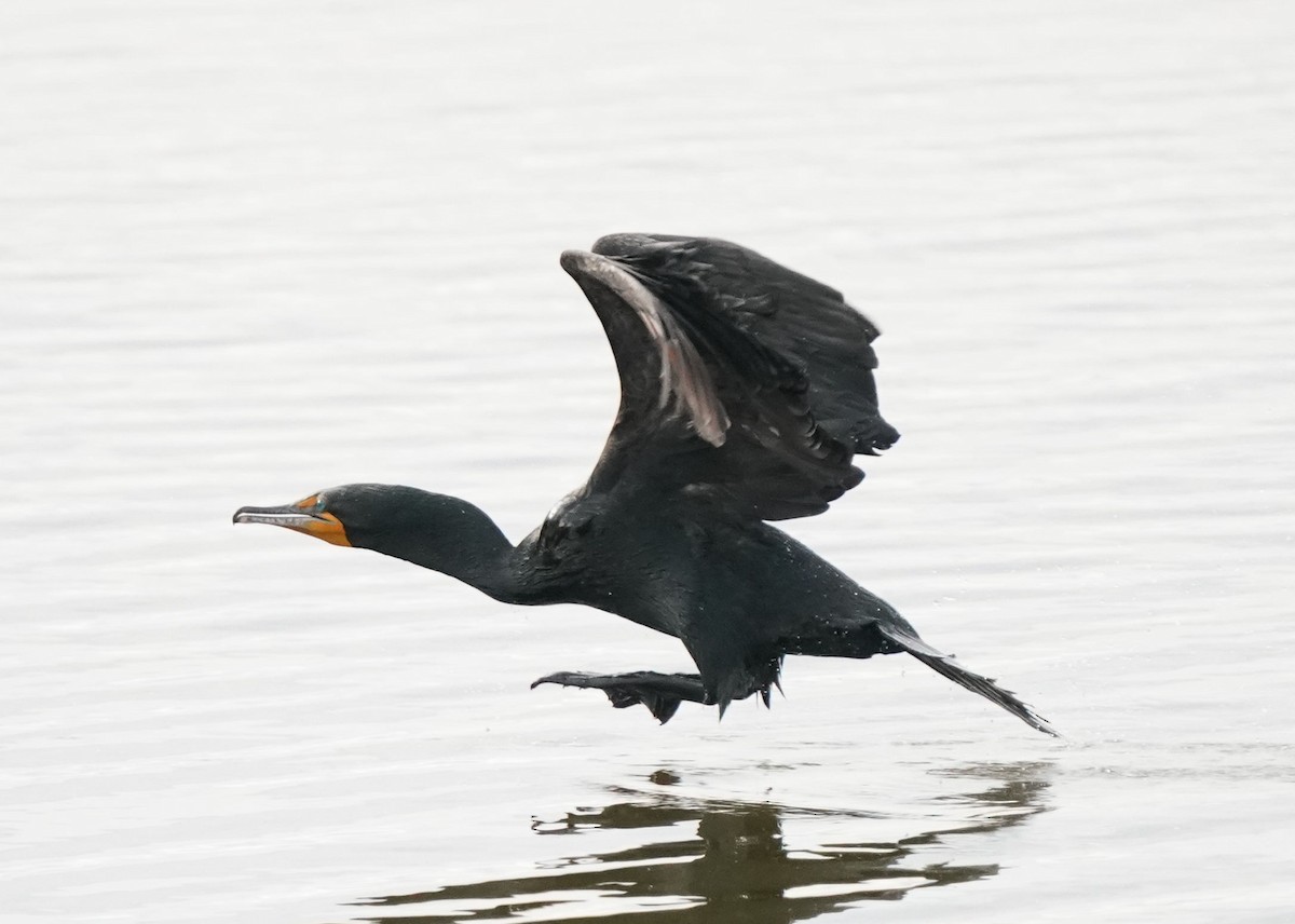 Double-crested Cormorant - Pam Hardy