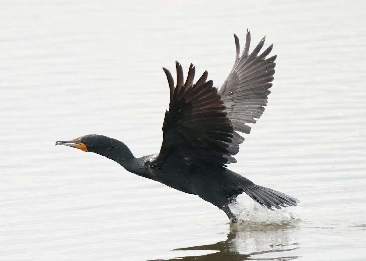 Double-crested Cormorant - Pam Hardy