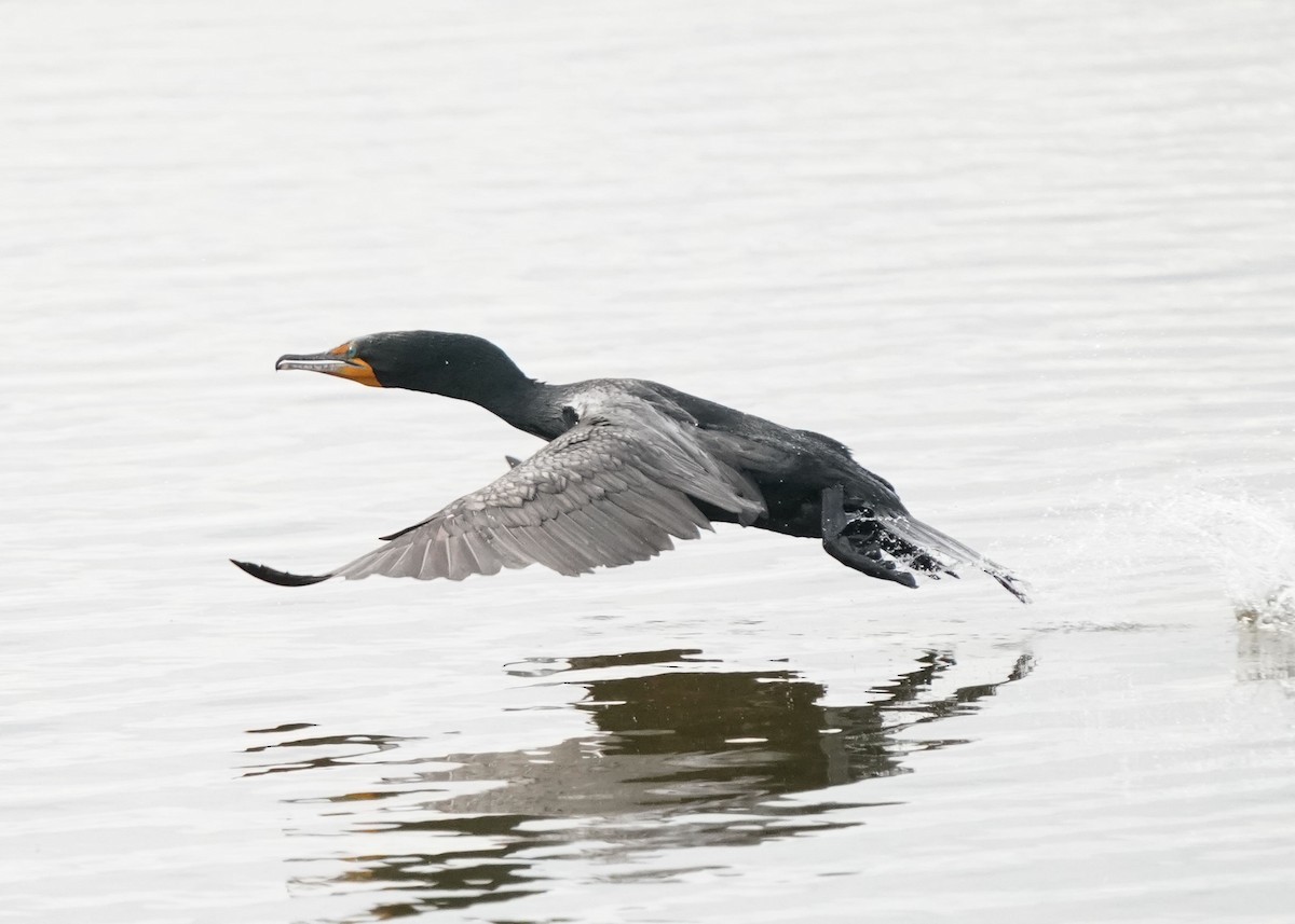 Double-crested Cormorant - Pam Hardy