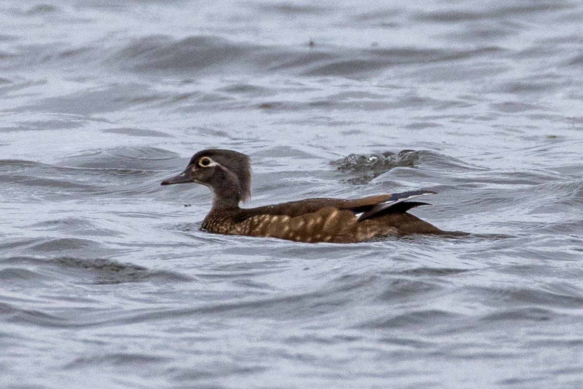 Wood Duck - L&J Meyer