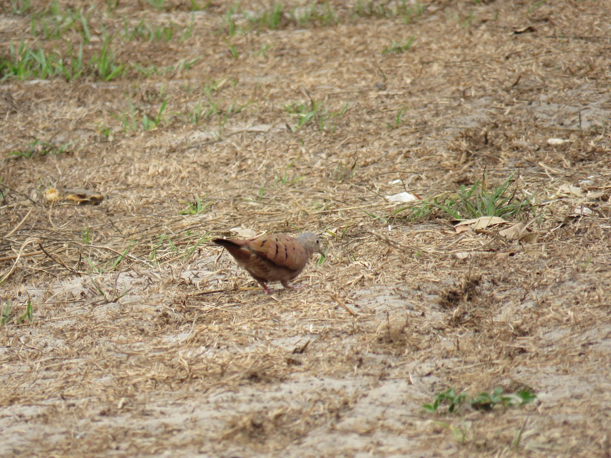 Ruddy Ground Dove - Sam Holcomb