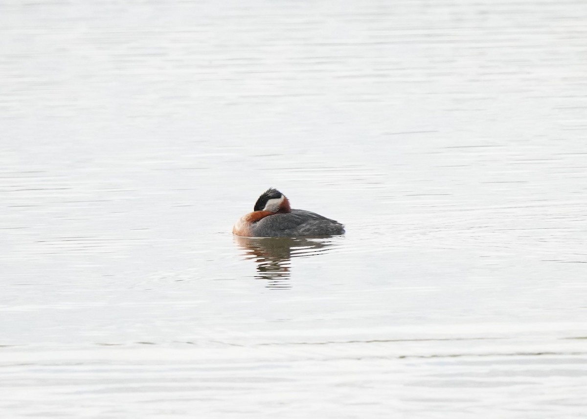 Red-necked Grebe - ML619620163