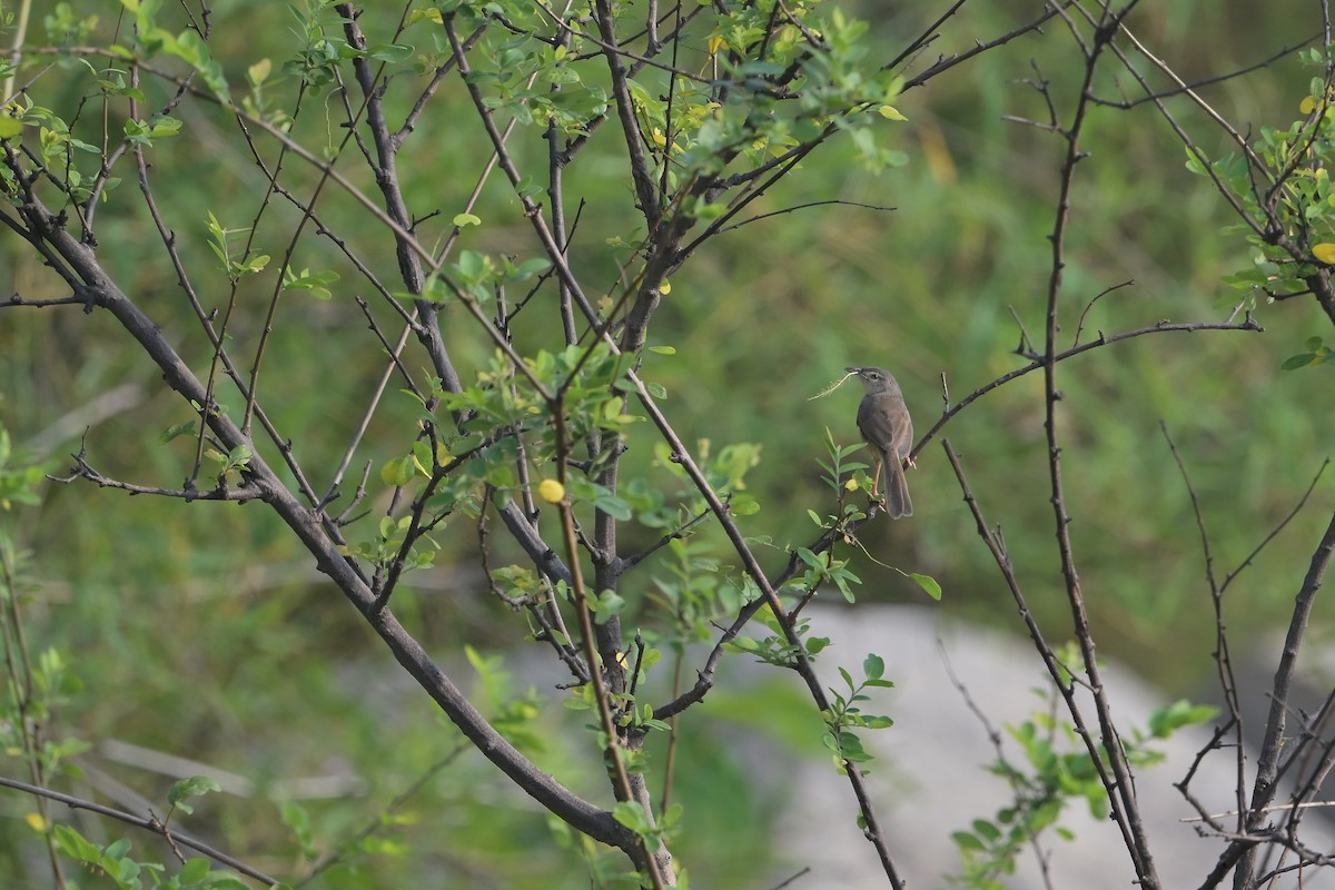 Jungle Prinia - Sushil Kumar