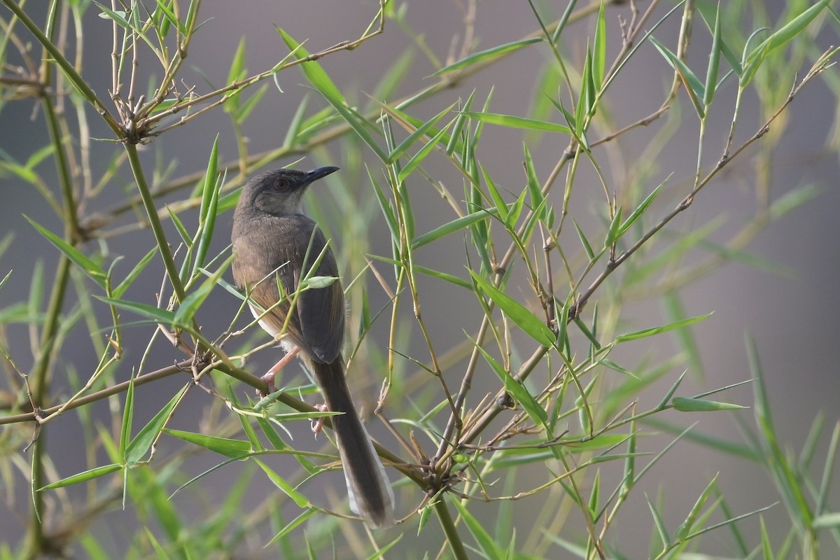 Jungle Prinia - ML619620171