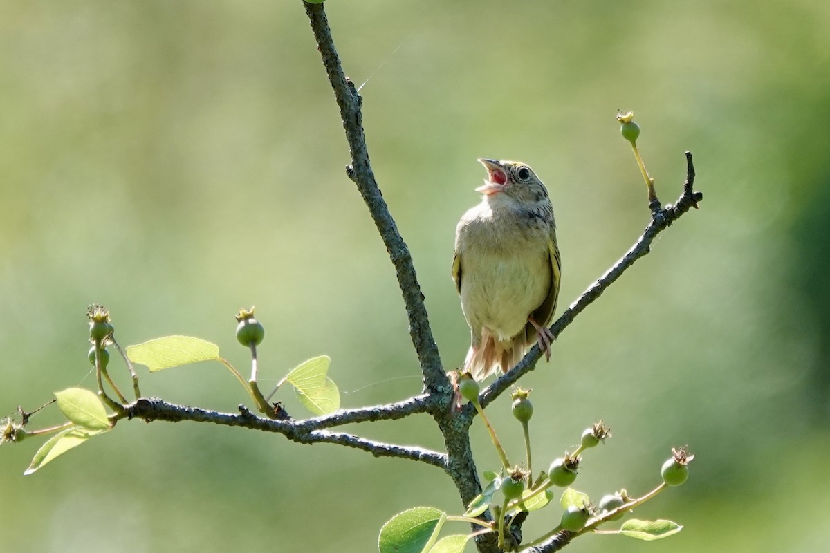Grasshopper Sparrow - ML619620176