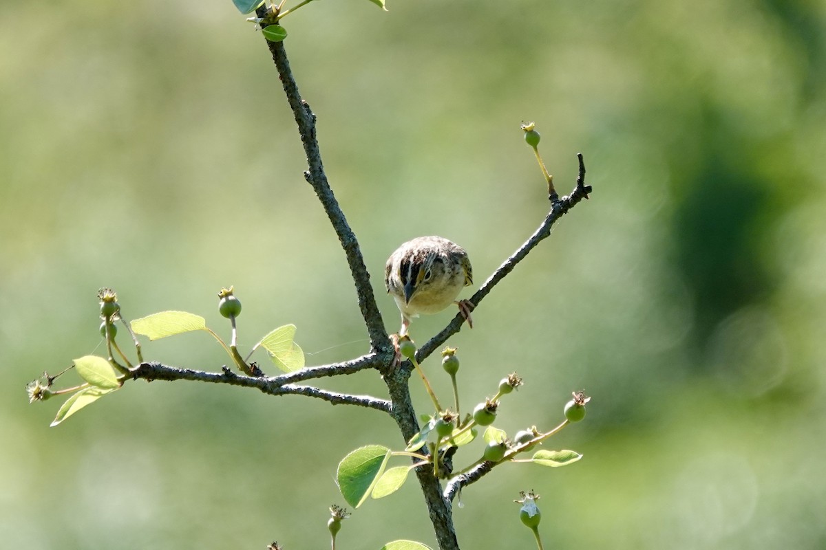 Grasshopper Sparrow - ML619620177