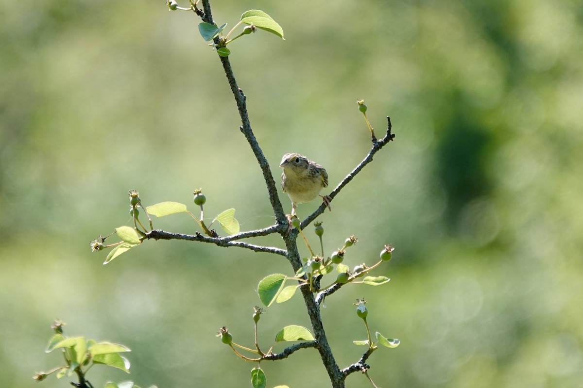 Grasshopper Sparrow - ML619620179