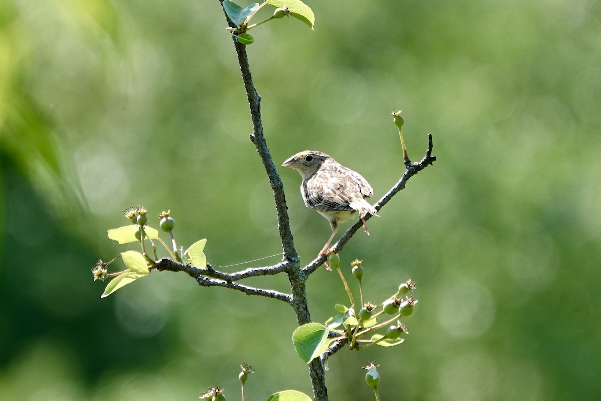 Grasshopper Sparrow - ML619620180