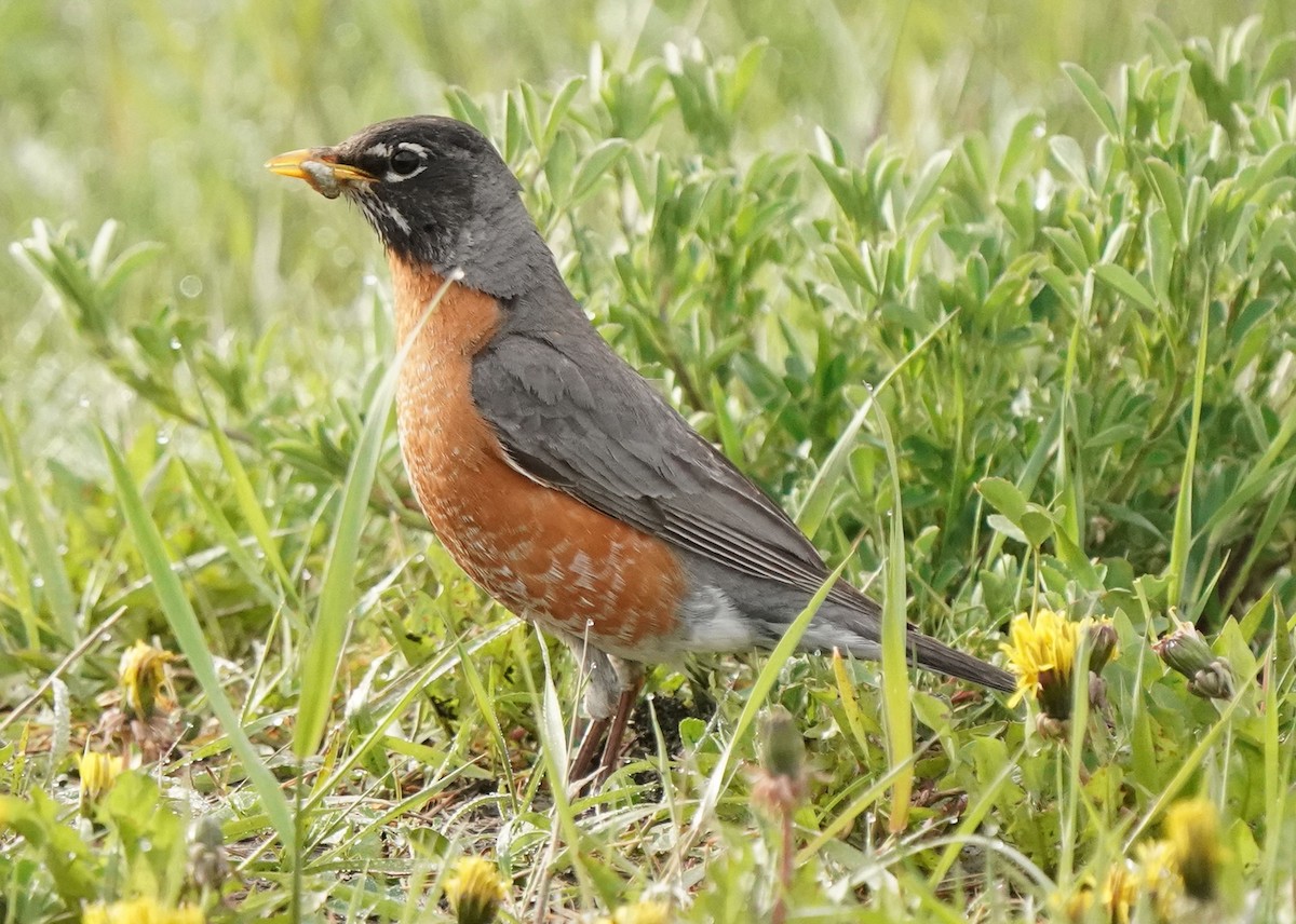 American Robin - Pam Hardy