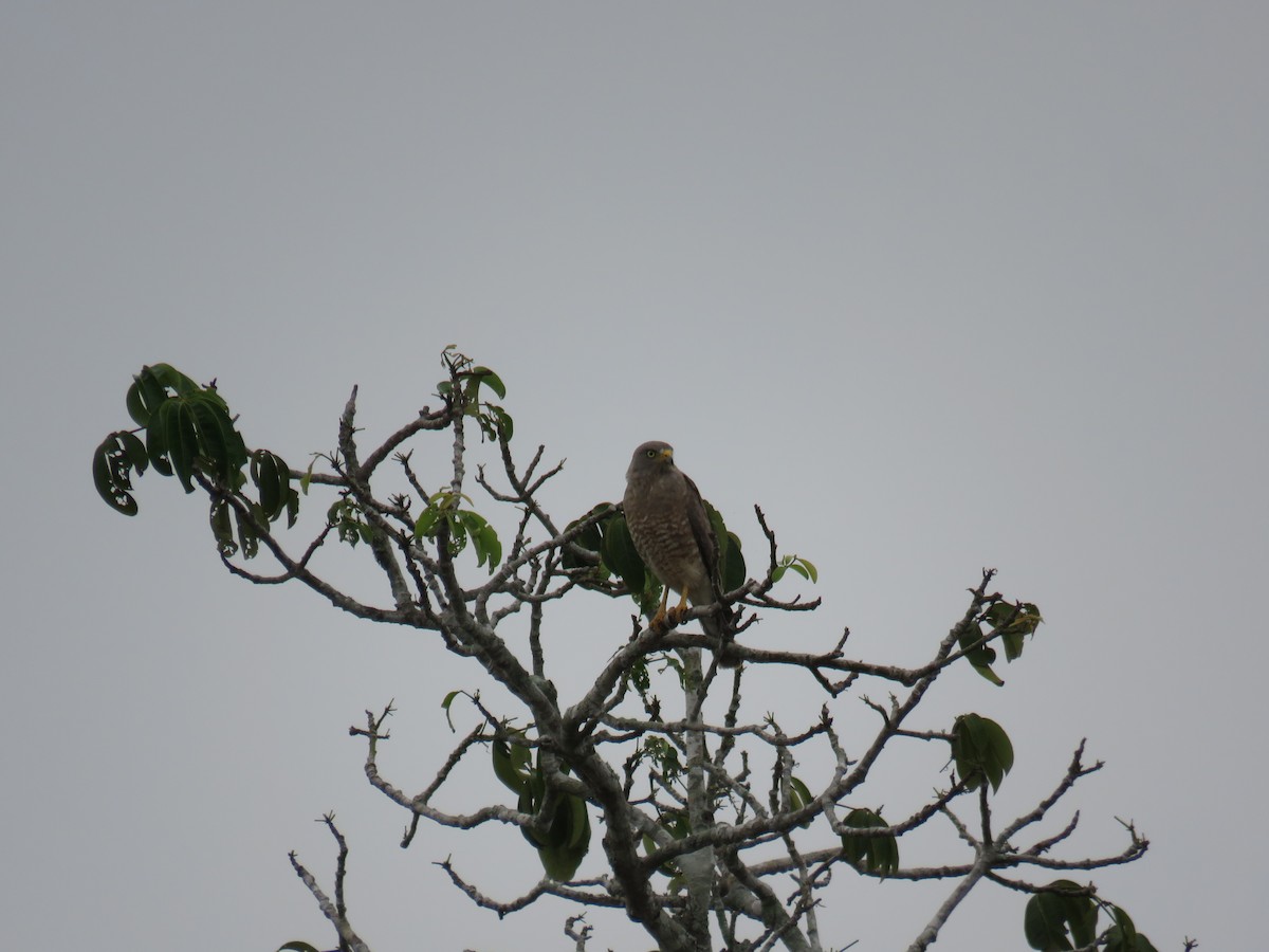 Roadside Hawk - Sam Holcomb