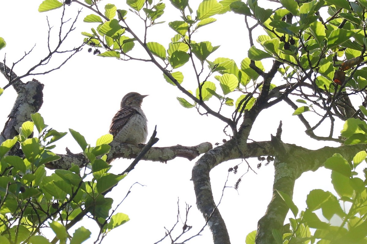 Eurasian Wryneck - ML619620193