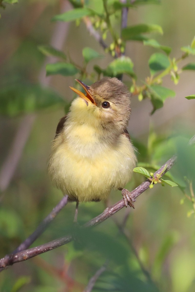 Melodious Warbler - Julien Lamouroux