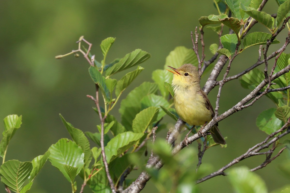 Melodious Warbler - Julien Lamouroux