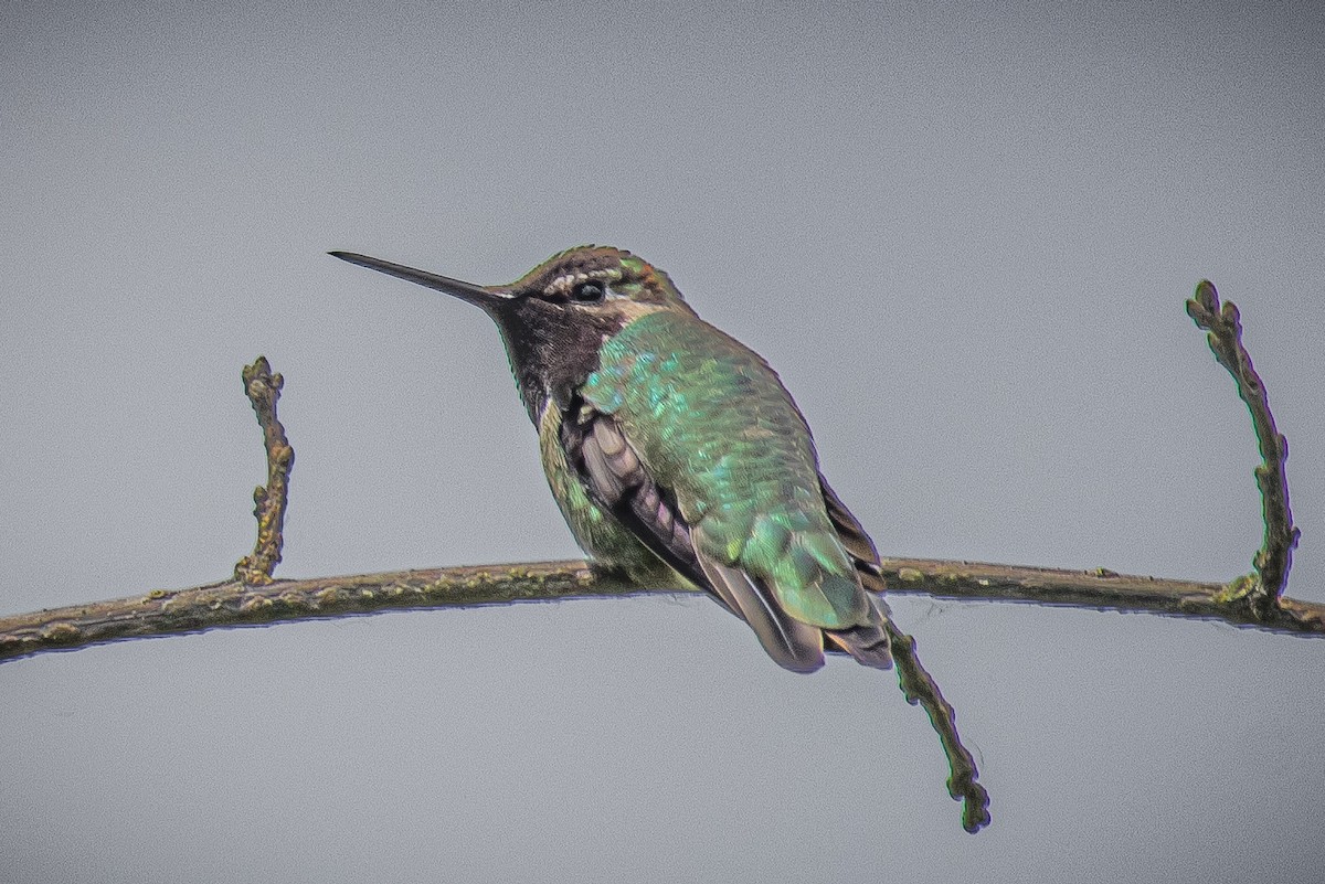 Anna's Hummingbird - L&J Meyer