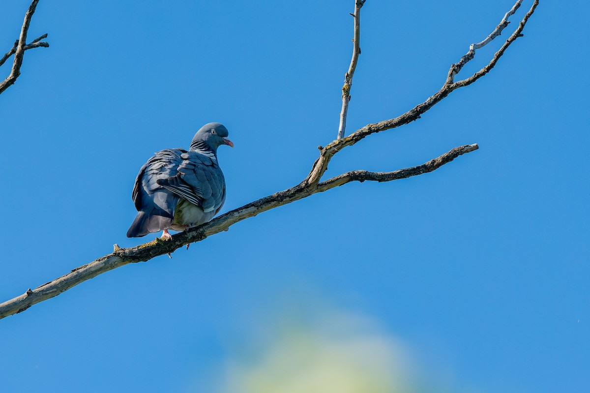 Common Wood-Pigeon - lucien ABAH