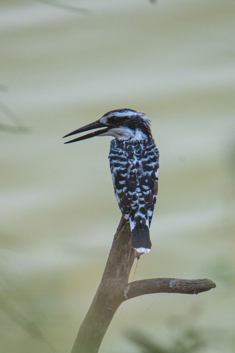 Pied Kingfisher - Ayaz Mansuri