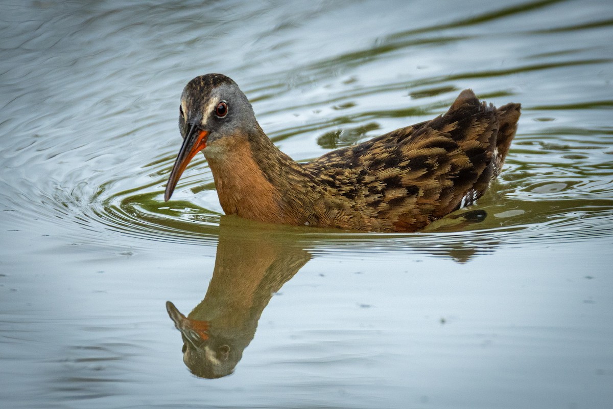 Virginia Rail - L&J Meyer