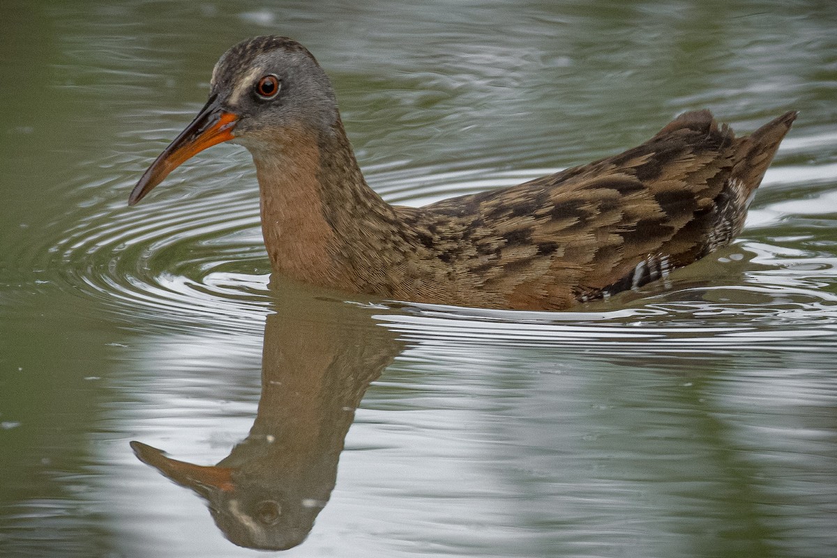 Virginia Rail - L&J Meyer