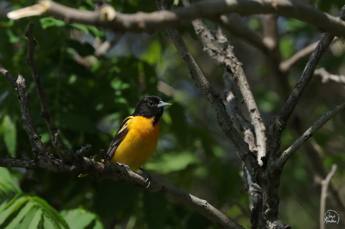 Baltimore Oriole - Serge Morneau