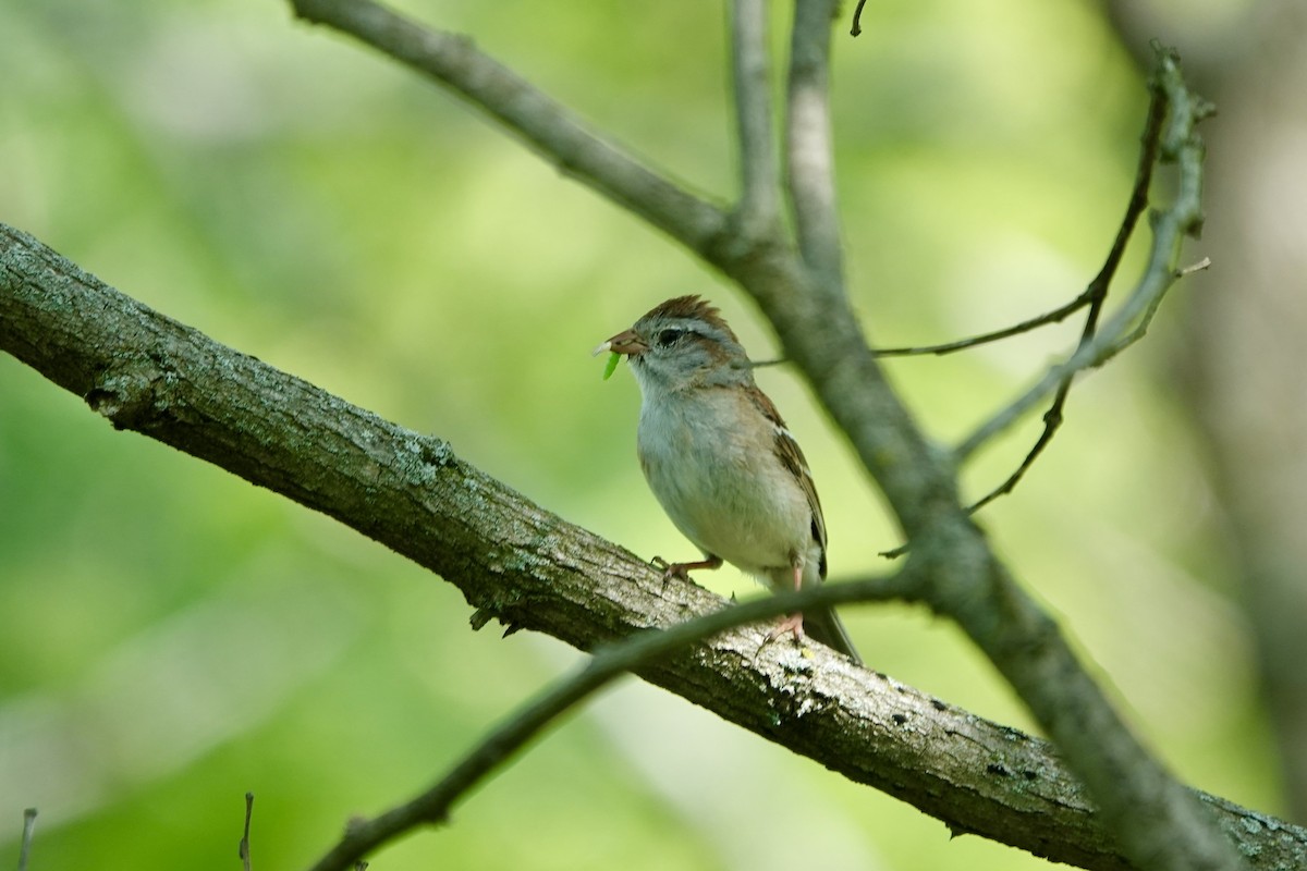 Field Sparrow - Jo Fasciolo