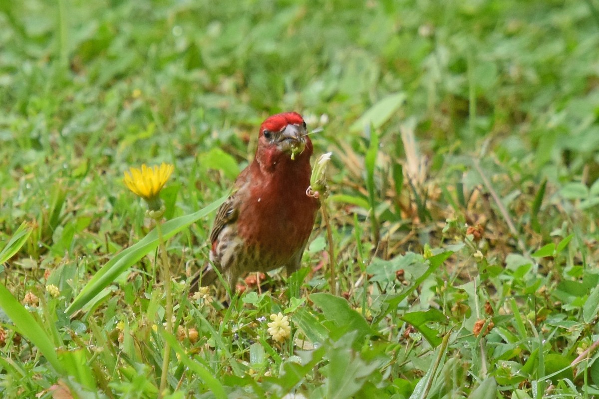 House Finch - Robin Nation