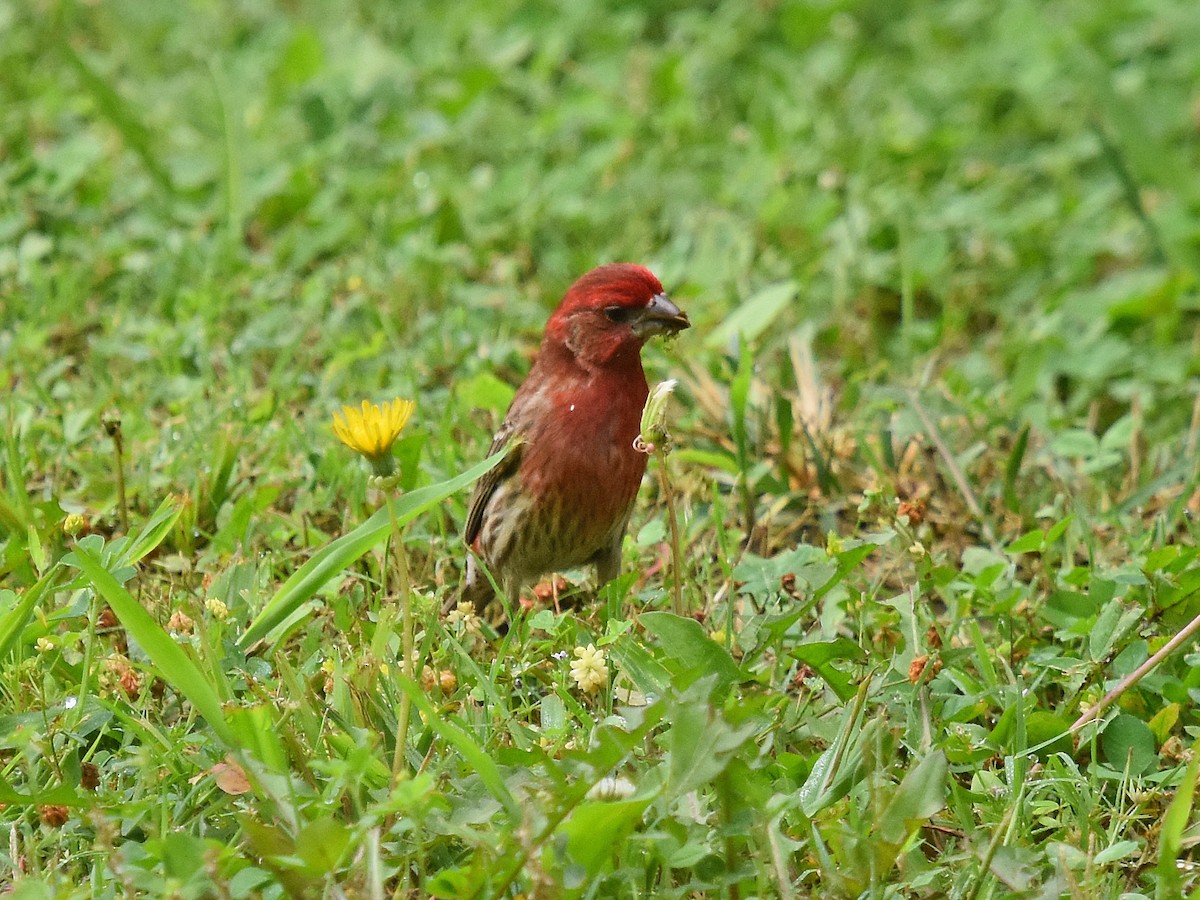 House Finch - Robin Nation