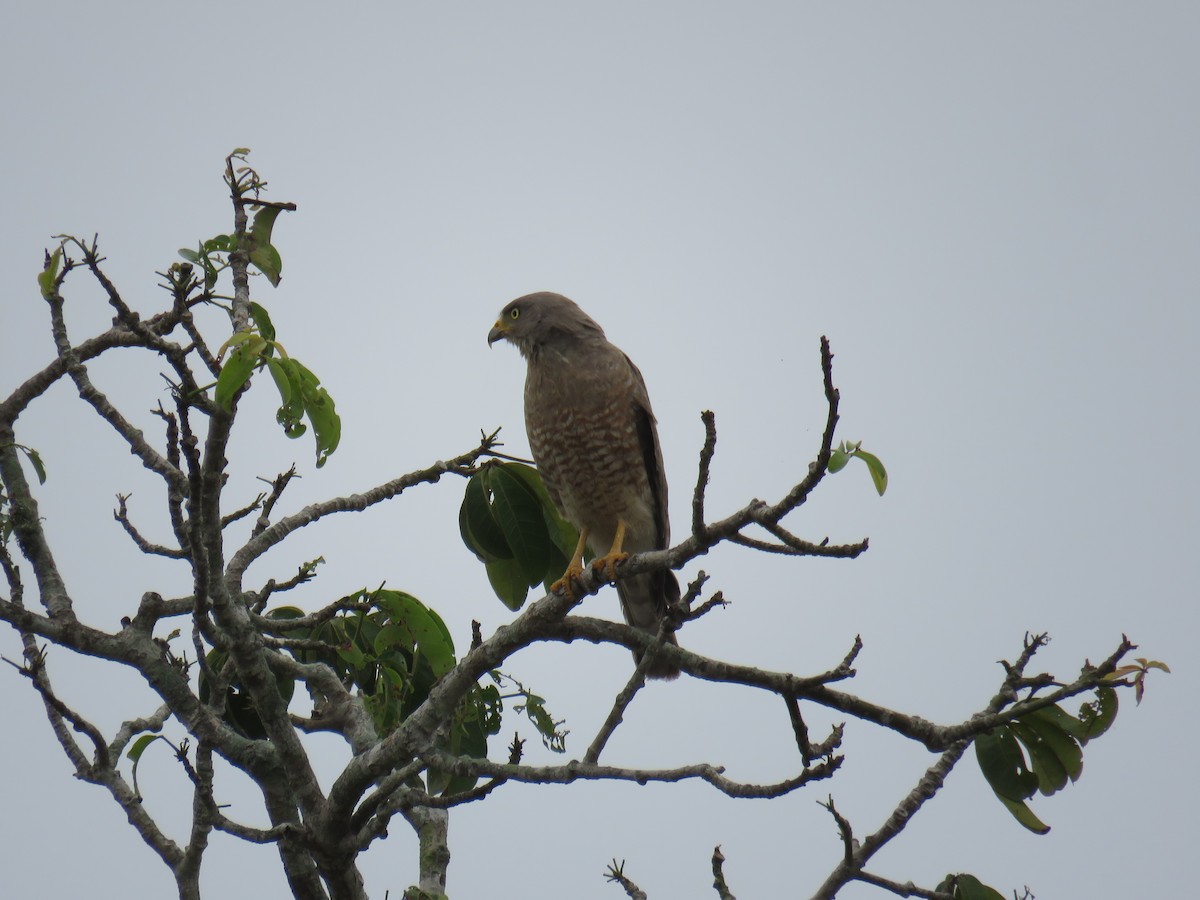 Roadside Hawk - Sam Holcomb