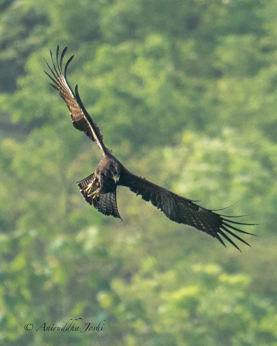 Águila Milana - ML619620244