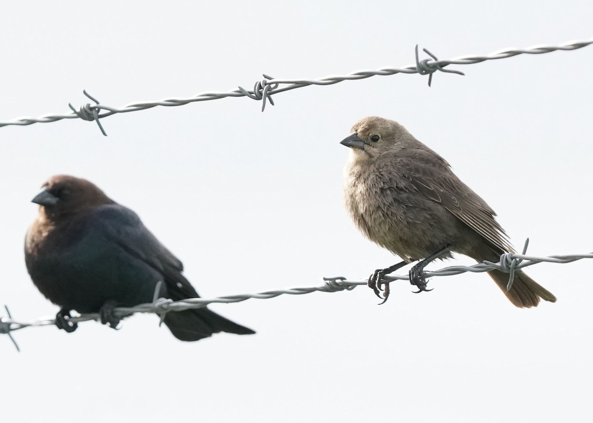 Brown-headed Cowbird - Pam Hardy