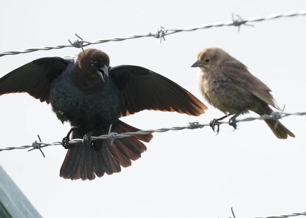 Brown-headed Cowbird - Pam Hardy