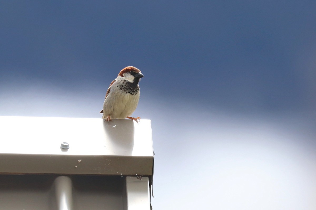 Italian Sparrow - Julien Lamouroux