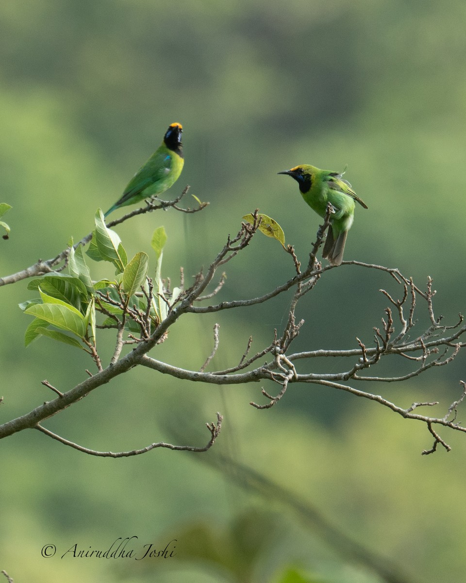 Golden-fronted Leafbird - Aniruddha Joshi