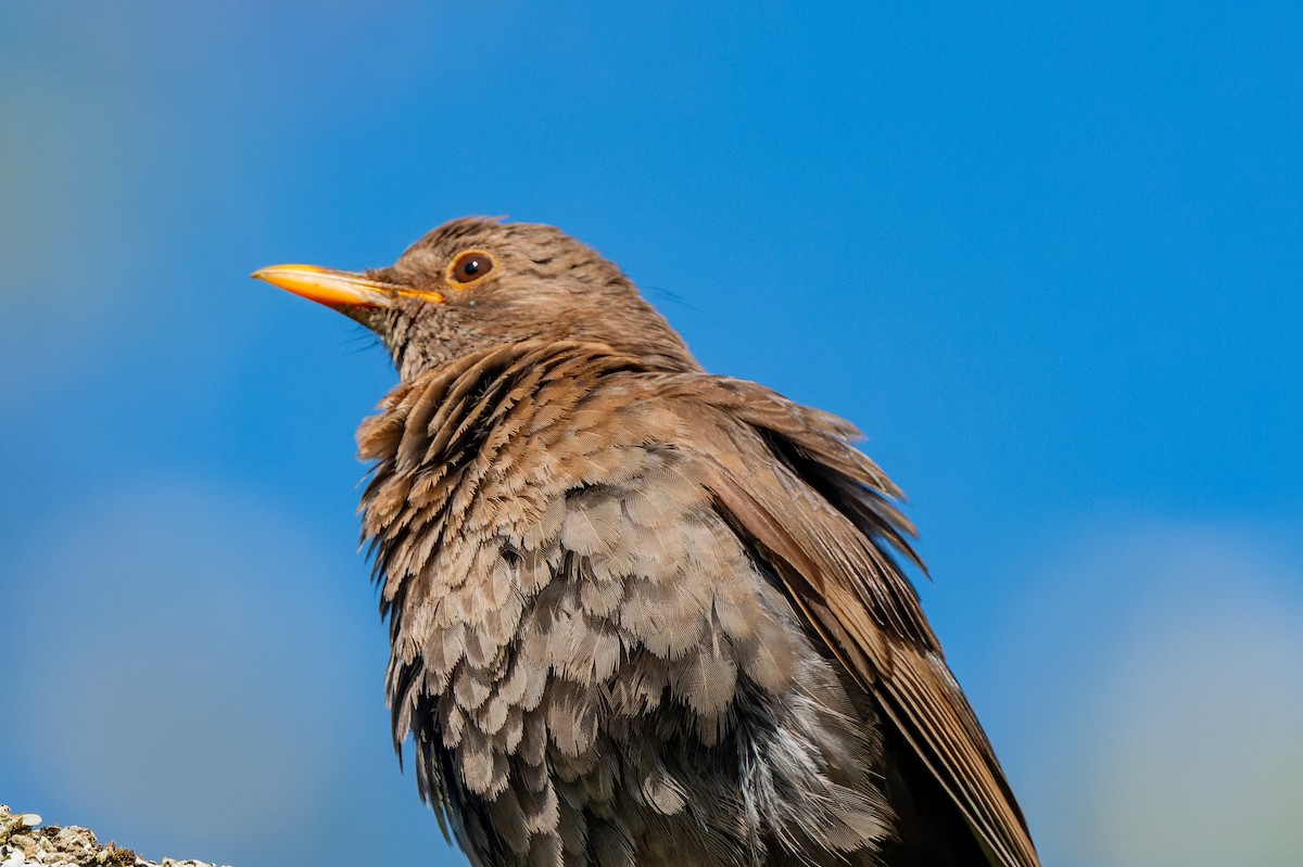 Eurasian Blackbird - lucien ABAH