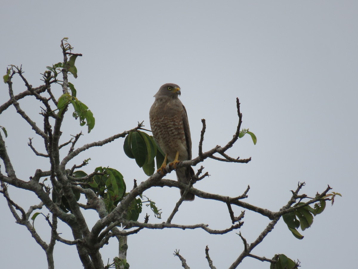 Roadside Hawk - Sam Holcomb