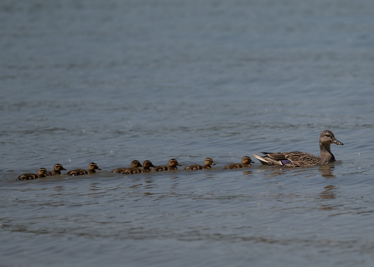 Mallard - Sheila and Ed Bremer