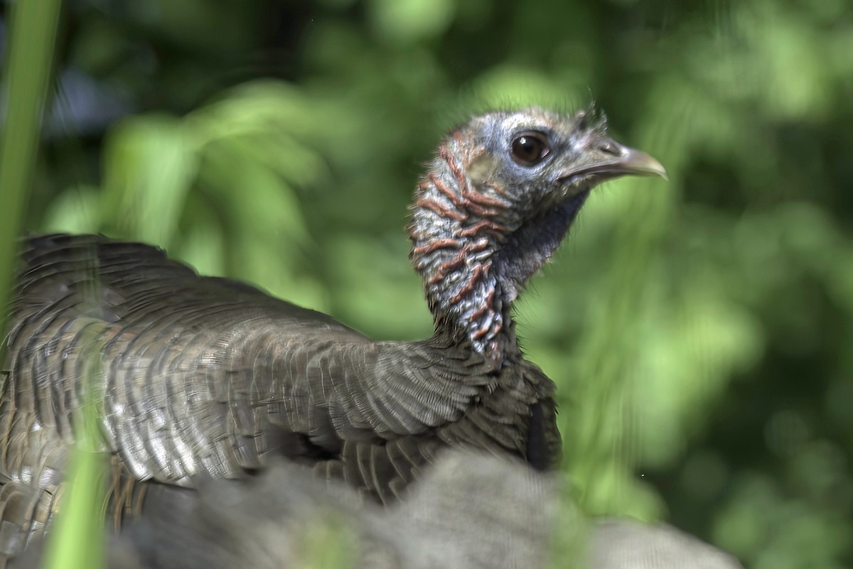 Wild Turkey - Jim Tonkinson