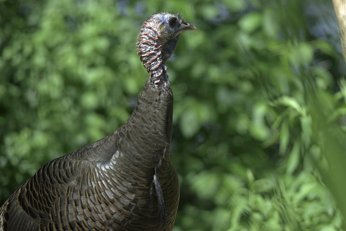 Wild Turkey - Jim Tonkinson