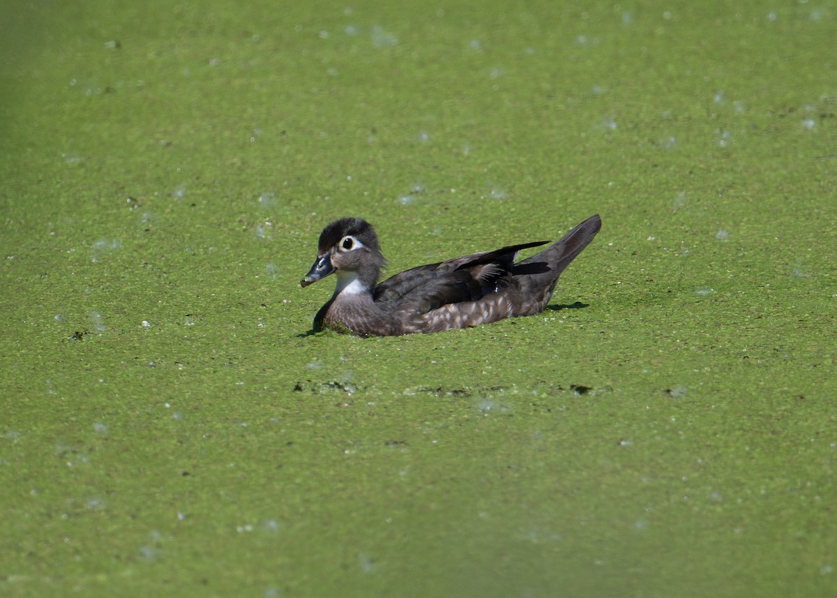 Wood Duck - Sheila and Ed Bremer