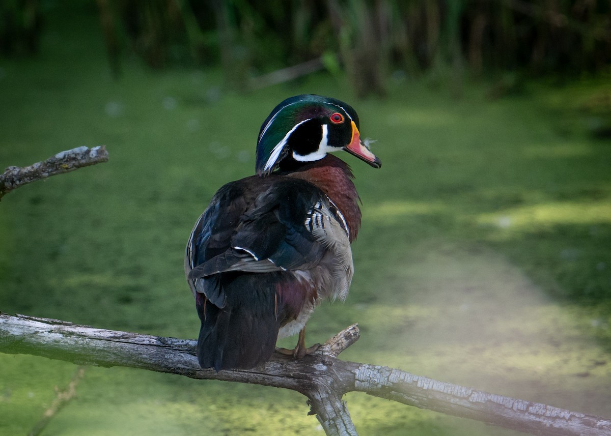 Wood Duck - Sheila and Ed Bremer