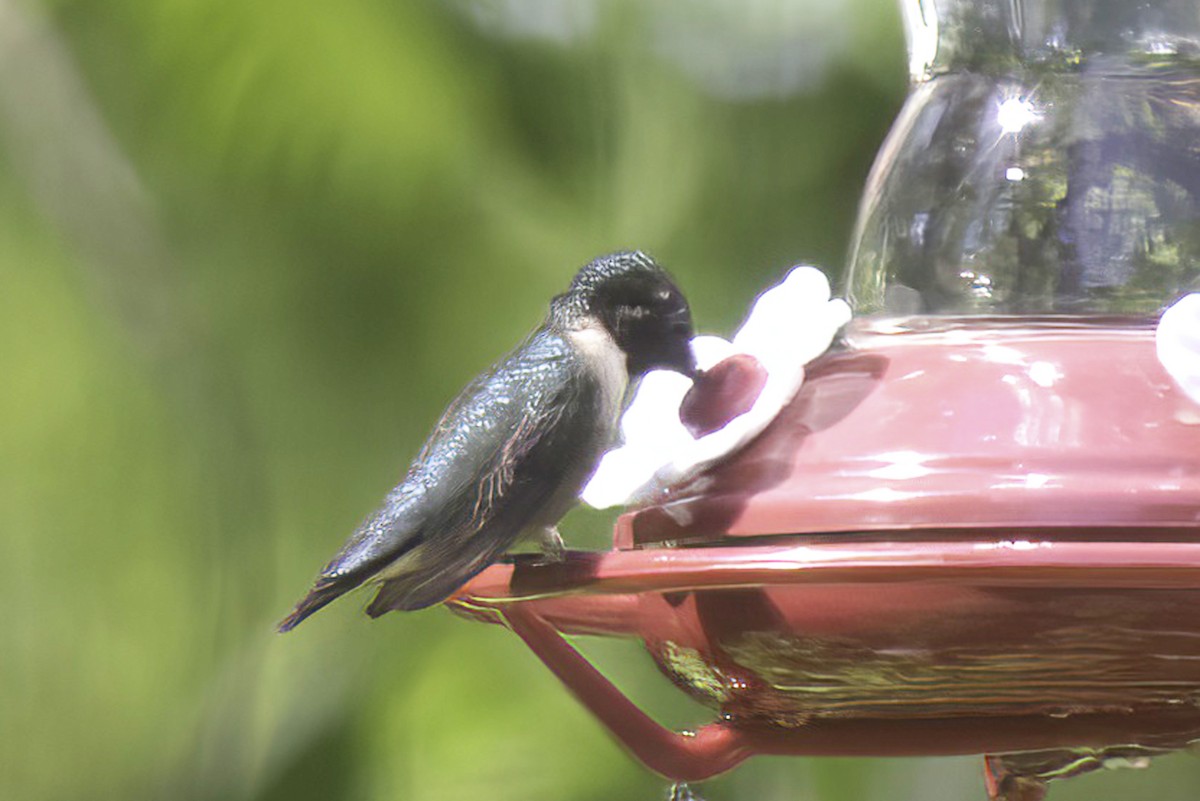 Ruby-throated Hummingbird - ML619620276