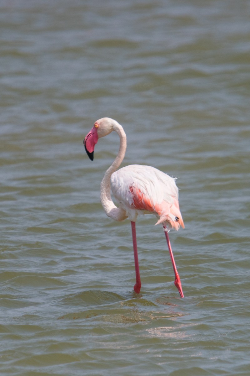 Greater Flamingo - Ayaz Mansuri