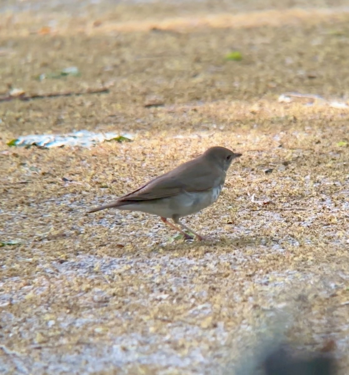 Gray-cheeked Thrush - Jeff Kenney