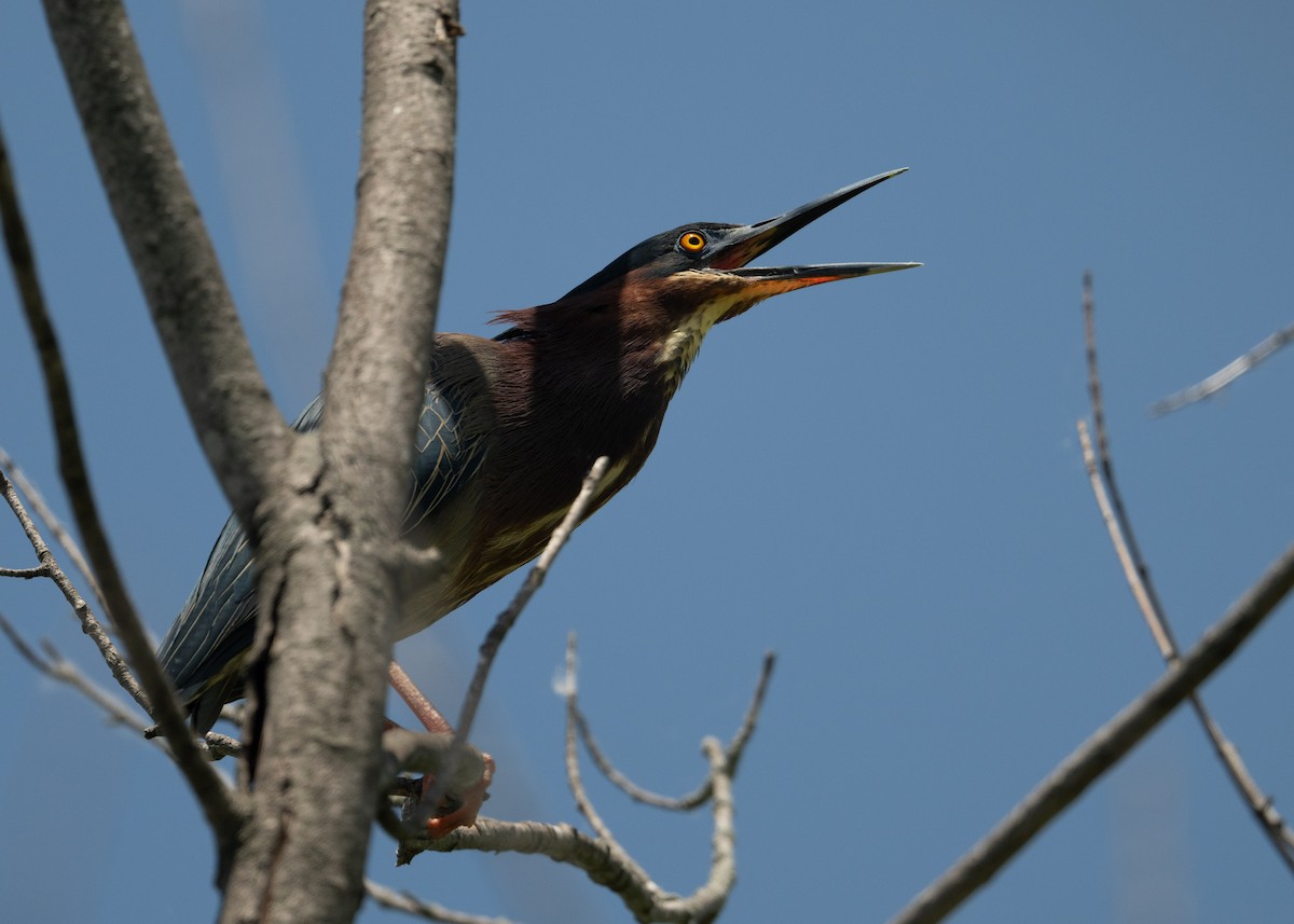 Green Heron - Sheila and Ed Bremer