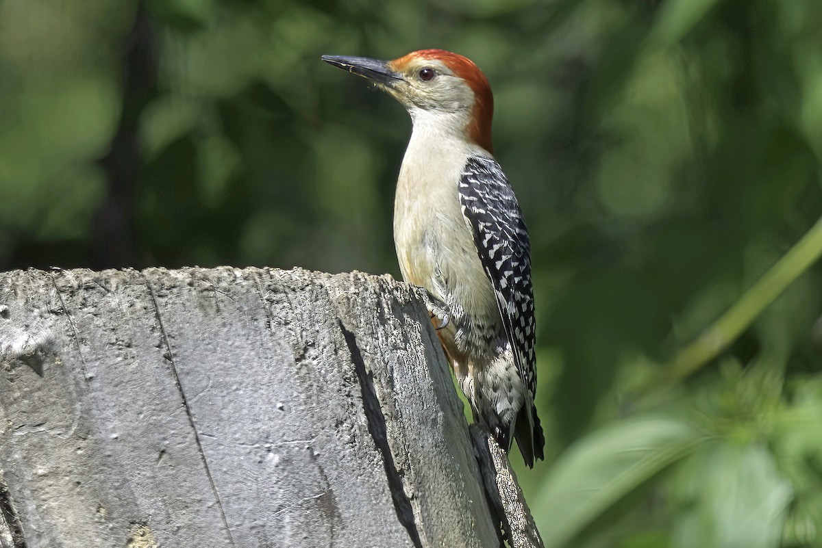 Red-bellied Woodpecker - Jim Tonkinson