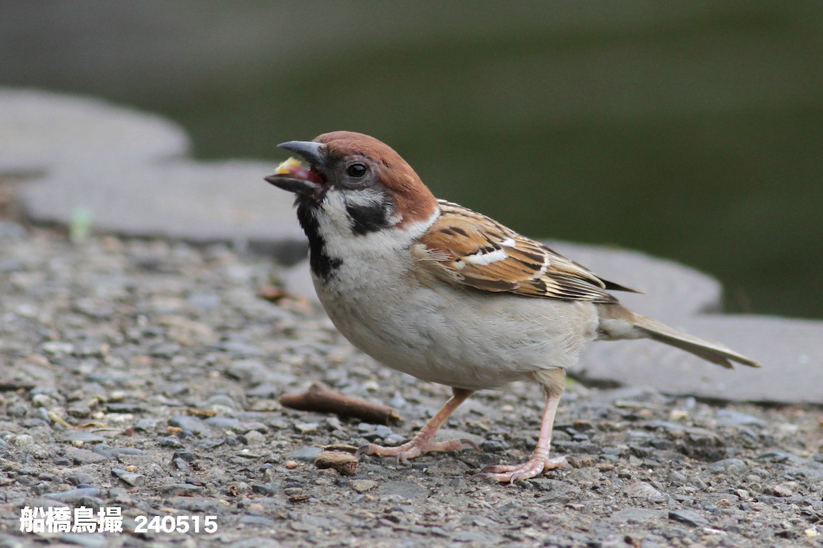 Eurasian Tree Sparrow - Funabashi Toridori